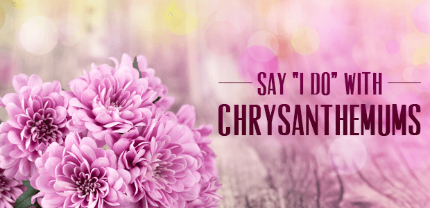 All About the Chrysanthemum  Billy Heroman's Florist Baton Rouge